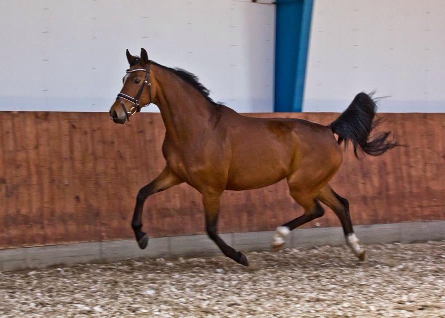 Tysk Oldenburger Lilly Marleen (Lille Lilly) billede 20