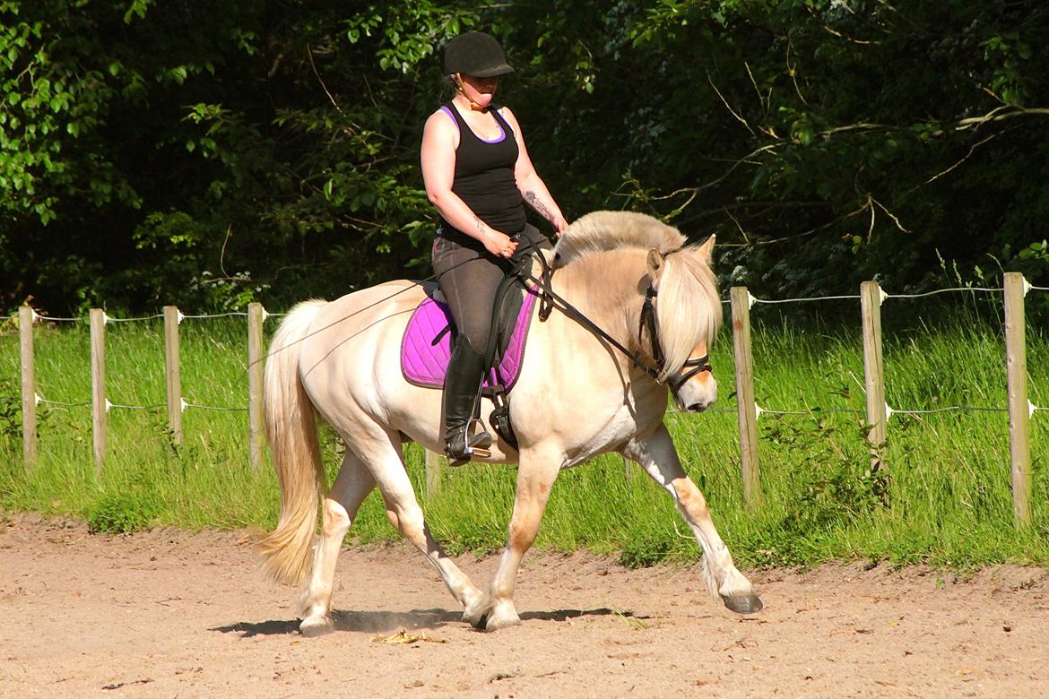 Fjordhest Højgaards Krokant - 12 Juni 2015. billede 4