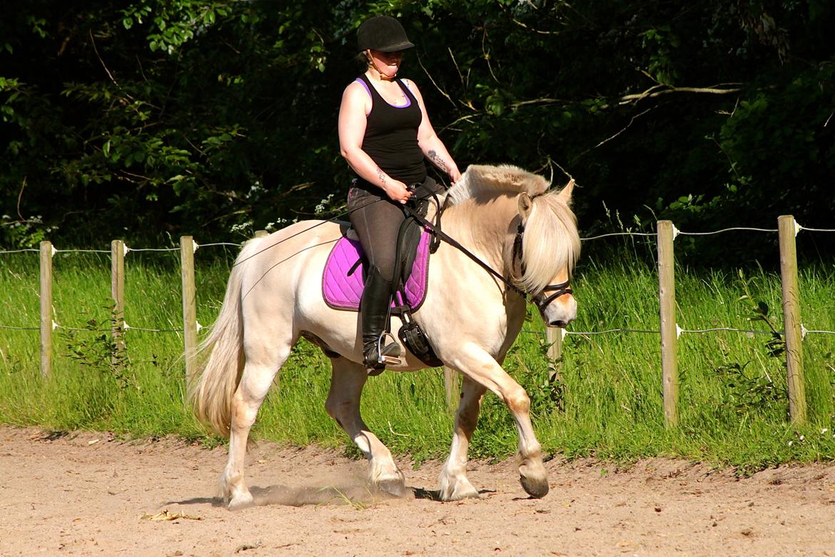 Fjordhest Højgaards Krokant - 12 Juni 2015. billede 12