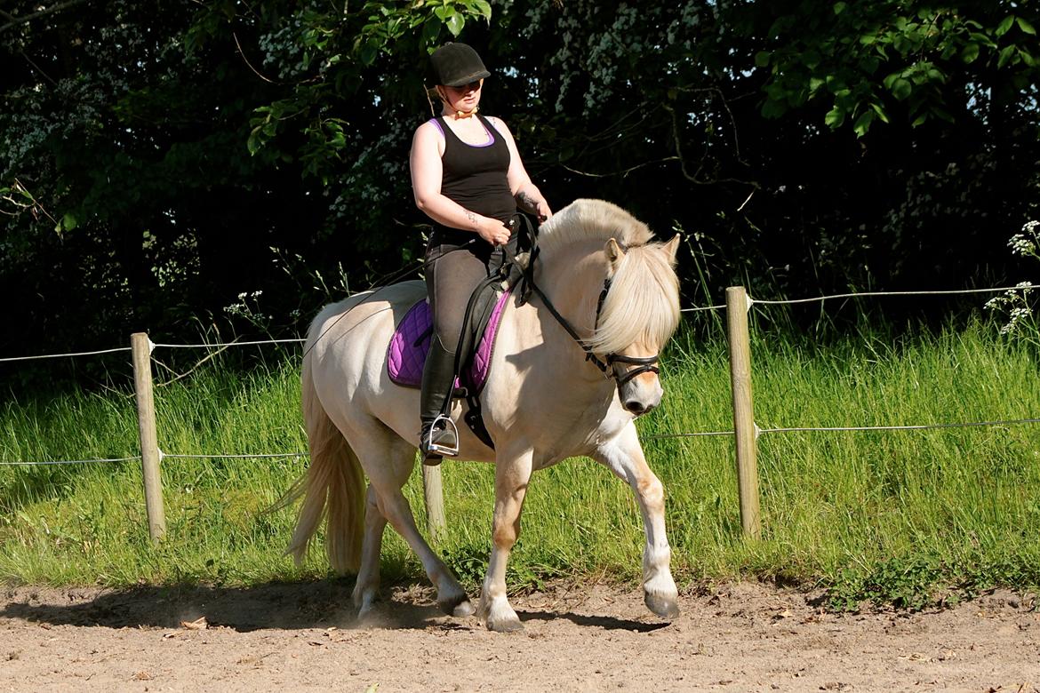 Fjordhest Højgaards Krokant - 12 Juni 2015. billede 27