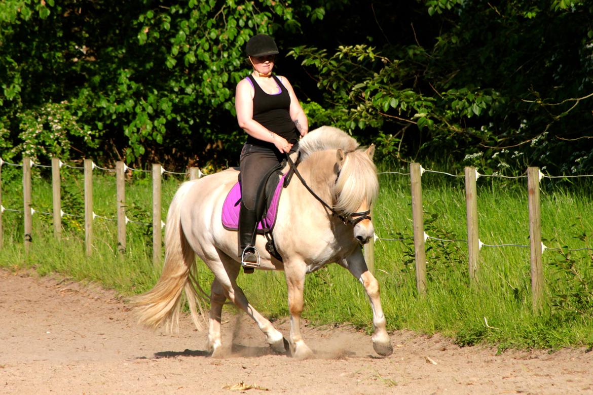 Fjordhest Højgaards Krokant - 12 Juni 2015. billede 18