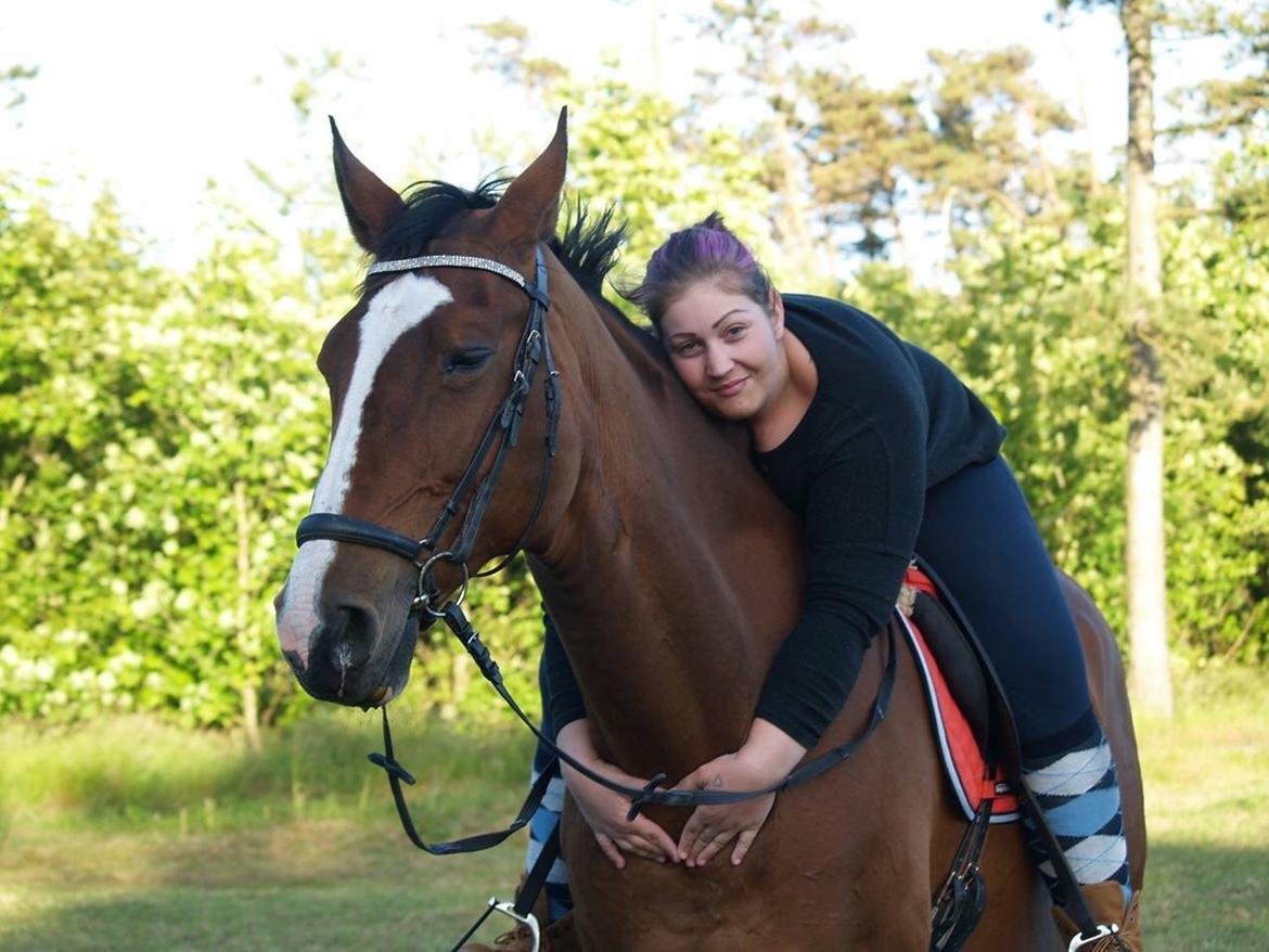 Dansk Varmblod Candi-Ligth Elmbo billede 5