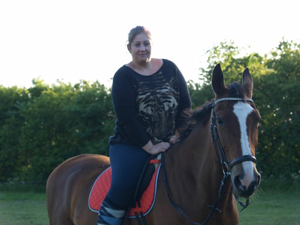 Dansk Varmblod Candi-Ligth Elmbo billede 6