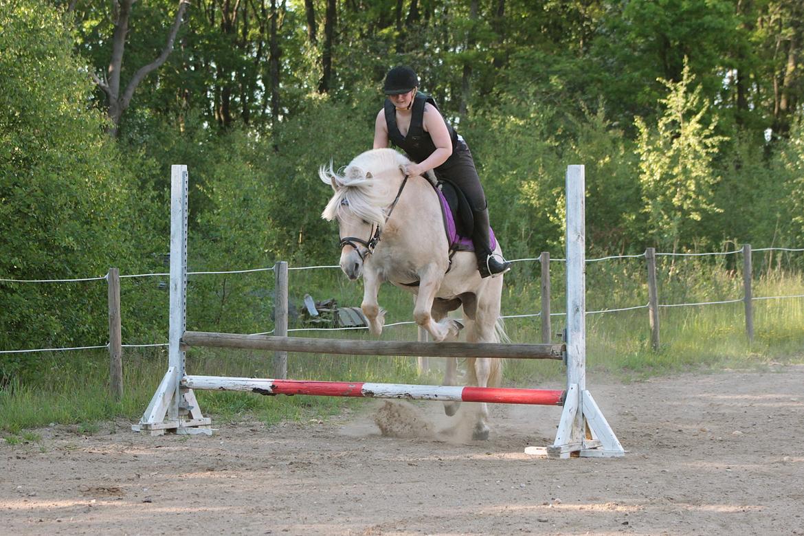 Fjordhest Højgaards Krokant - 12 Juni 2015. billede 5