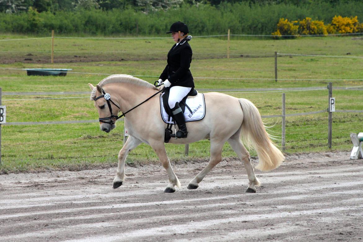 Fjordhest Højgaards Krokant - Stævne den 13 Juni. 2 plads med 69,2%. billede 20