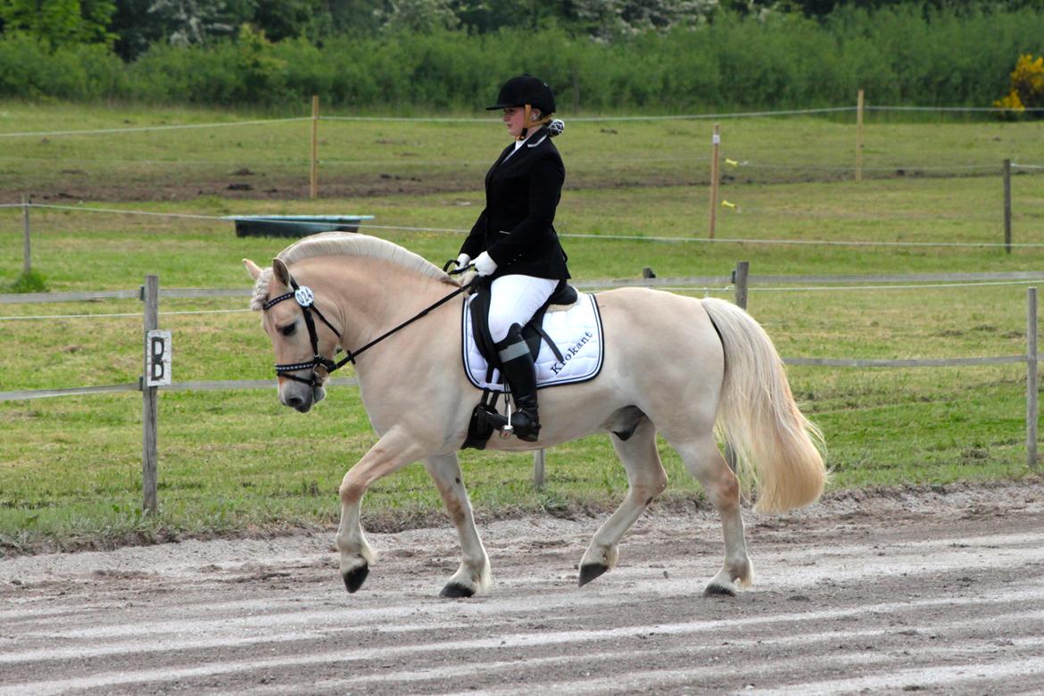 Fjordhest Højgaards Krokant - Stævne den 13 Juni. 2 plads med 69,2%. billede 24