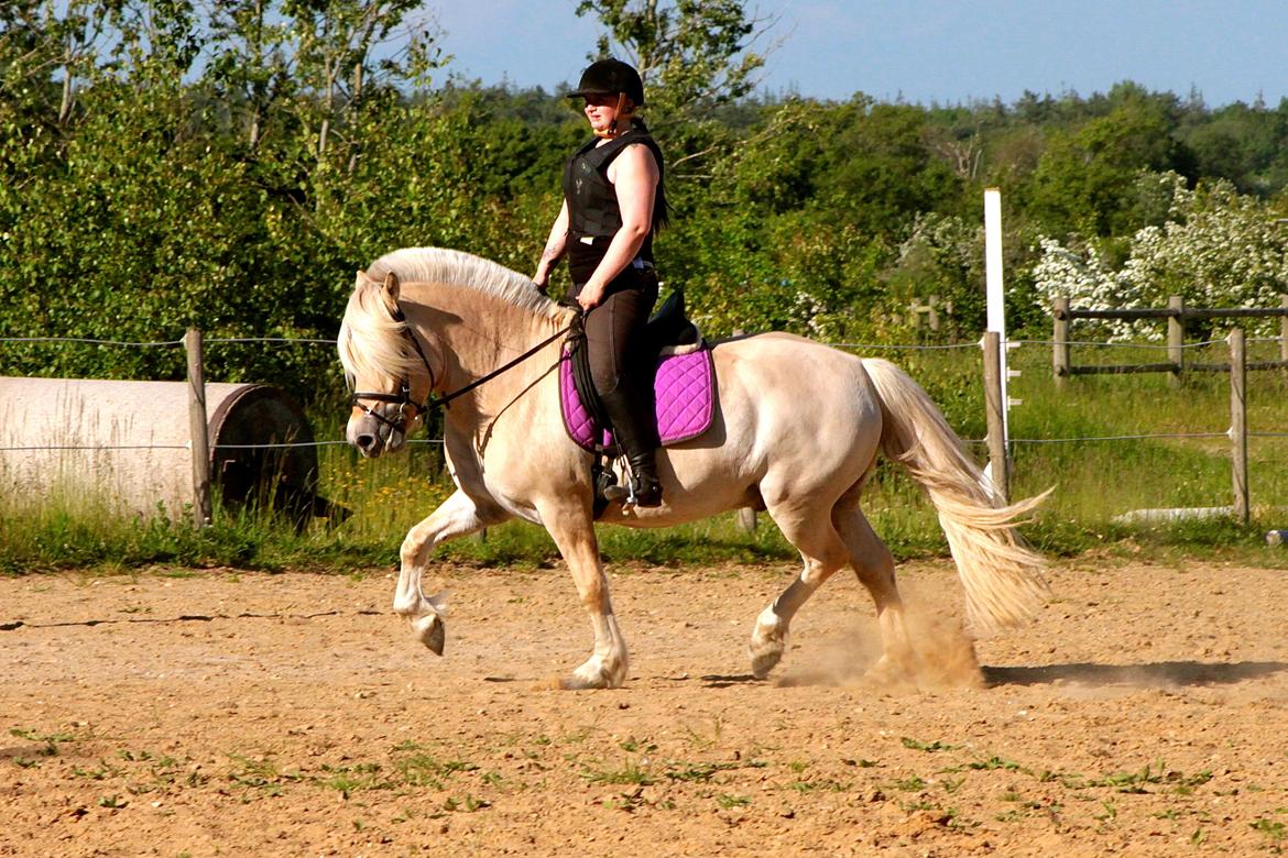Fjordhest Højgaards Krokant billede 9