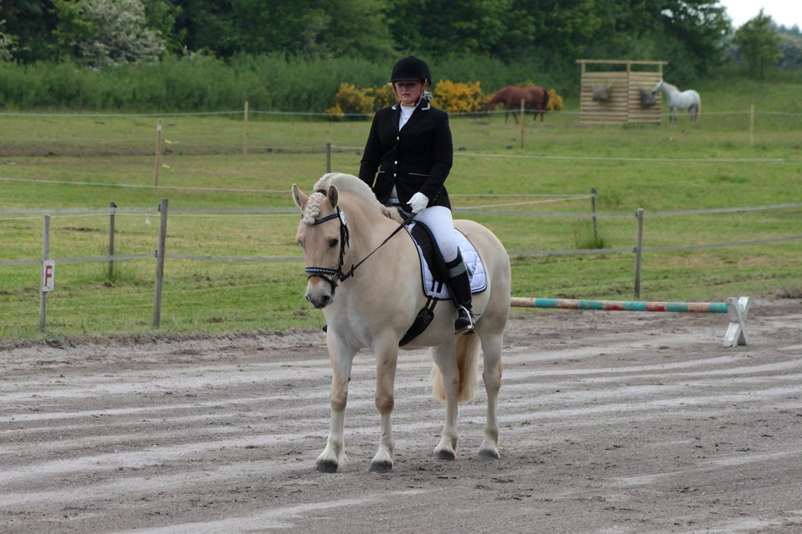 Fjordhest Højgaards Krokant - Stævne den 13 Juni. 2 plads med 69,2%. billede 8