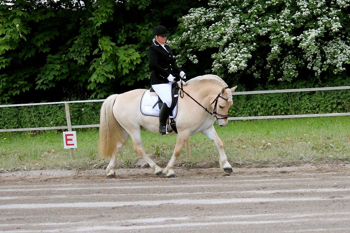 Fjordhest Højgaards Krokant - Stævne den 13 Juni. 2 plads med 69,2%. billede 22
