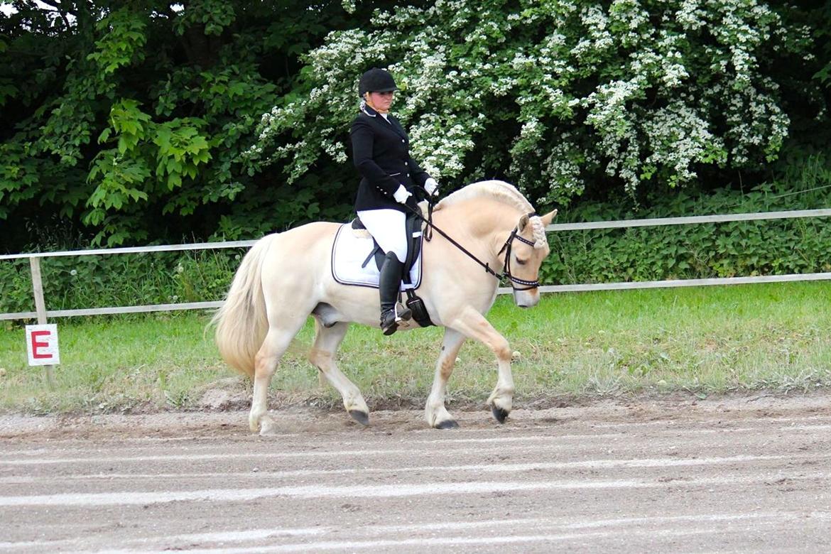 Fjordhest Højgaards Krokant - Stævne den 13 Juni. 2 plads med 69,2%. billede 29