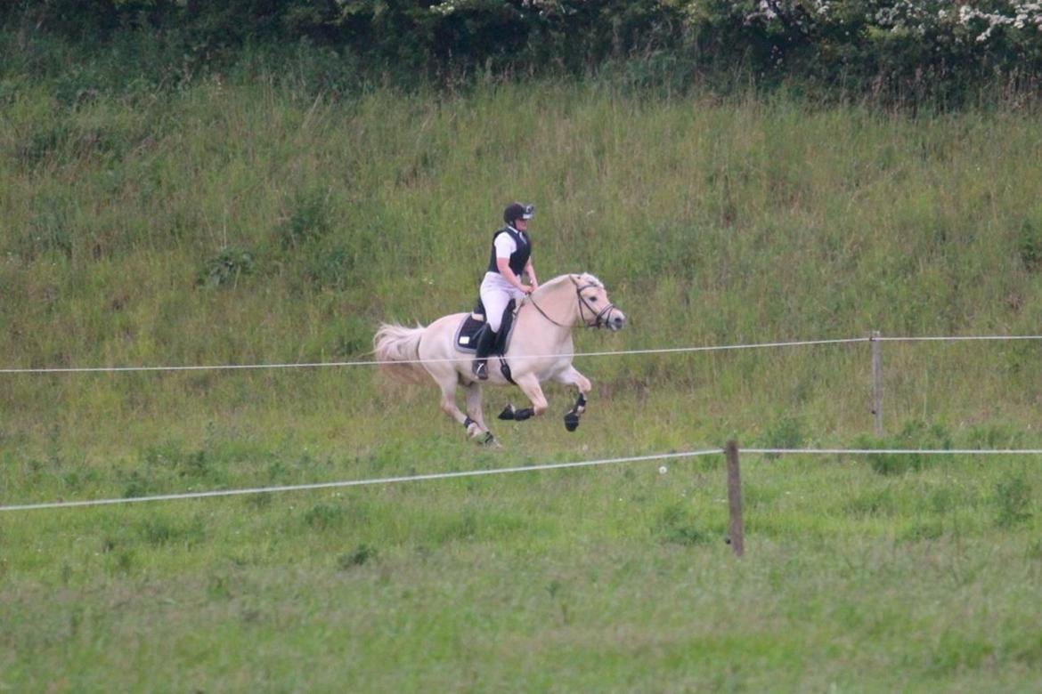 Fjordhest Højgaards Krokant - Tærren stævne - 5plads. billede 14