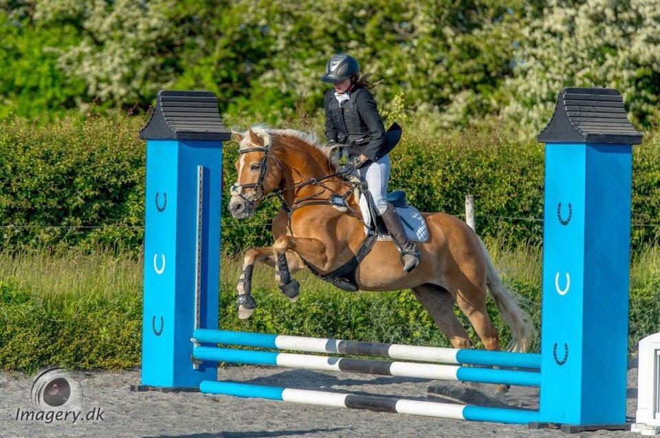 Haflinger Myra billede 21