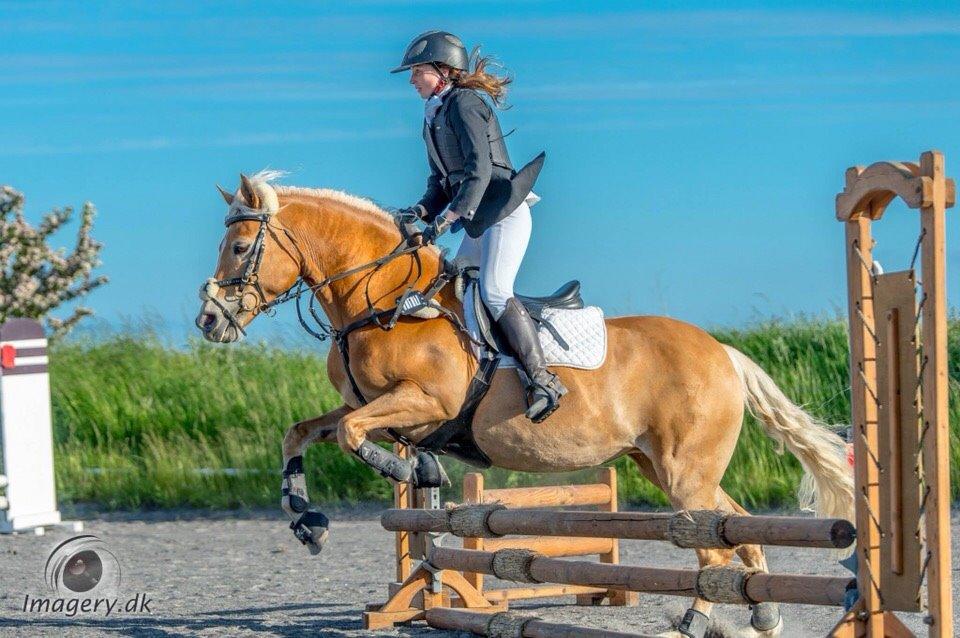 Haflinger Myra billede 22