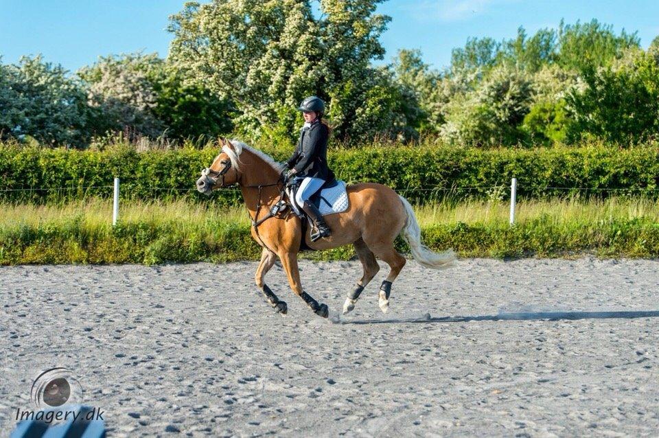 Haflinger Myra billede 23