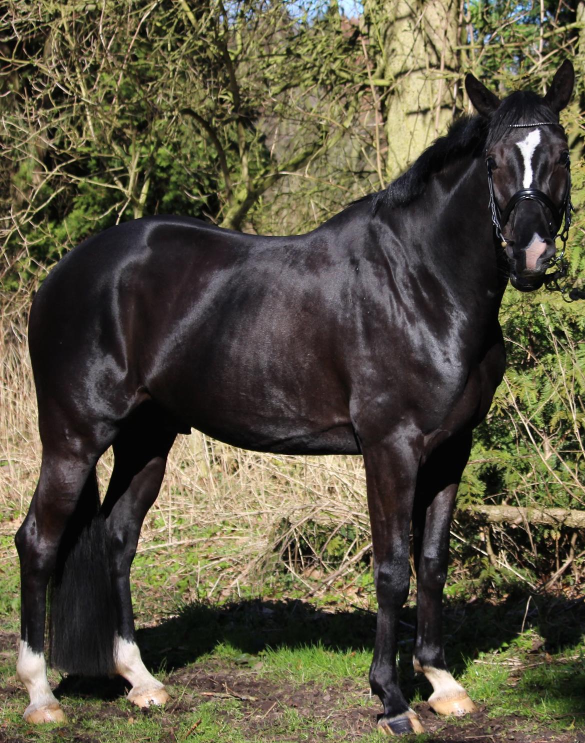 Dansk Varmblod Narcho billede 4