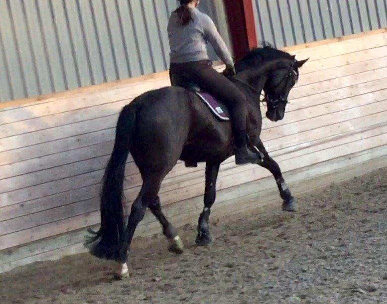 Dansk Varmblod Narcho billede 2