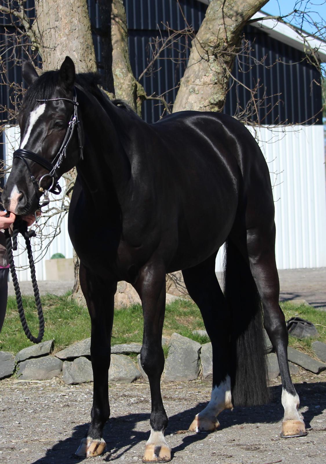 Dansk Varmblod Narcho billede 1