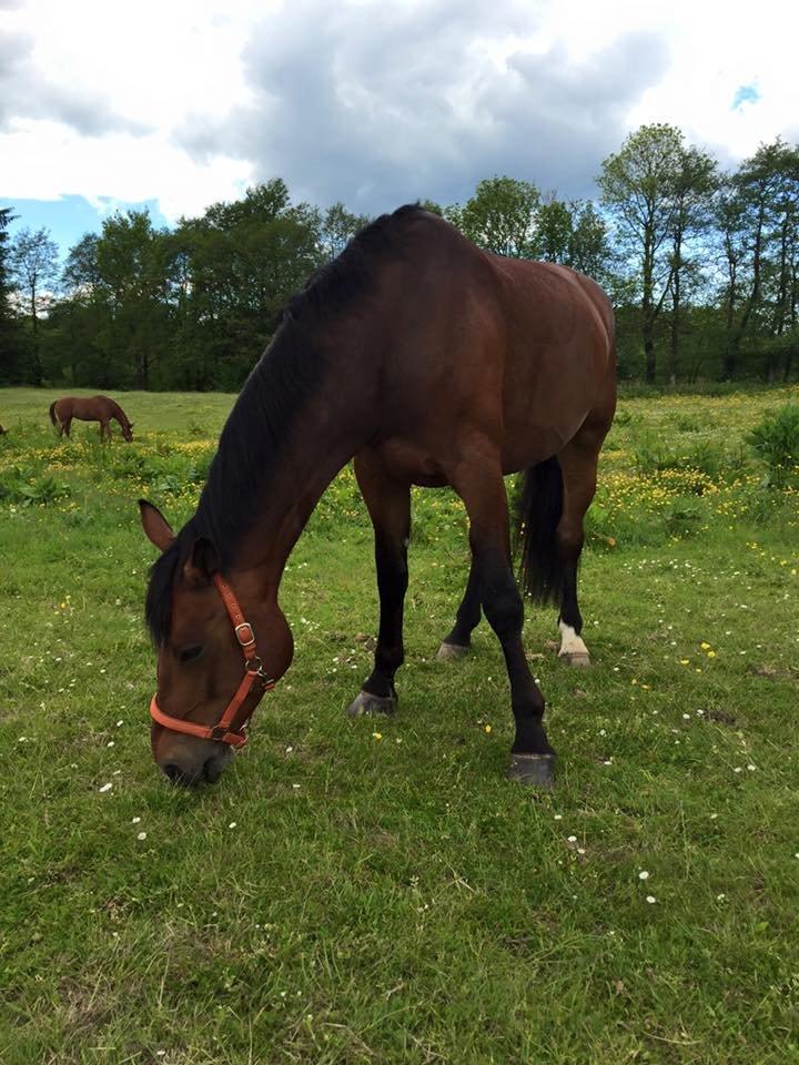 Oldenborg MADONNA billede 7