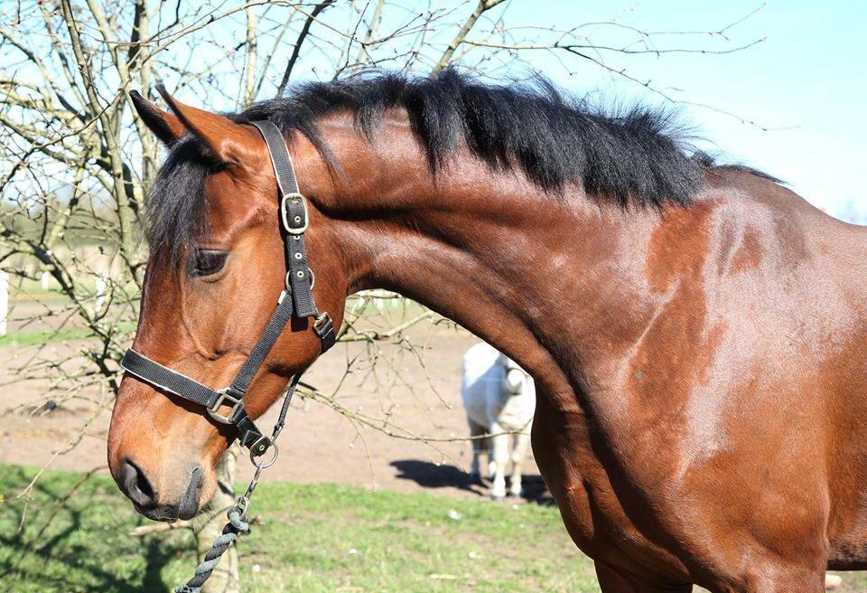 Dansk Varmblod Malicia billede 3