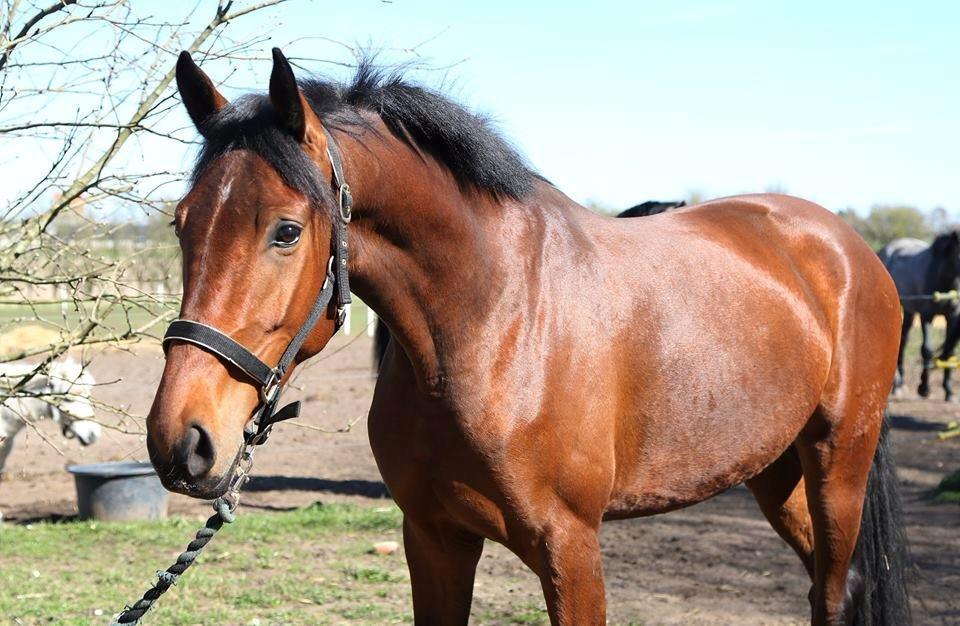 Dansk Varmblod Malicia billede 4