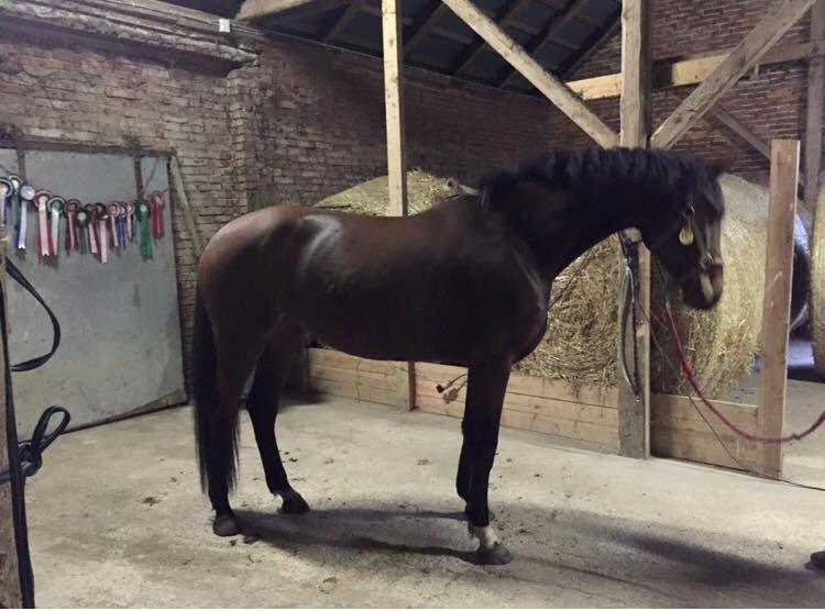 Dansk Varmblod Malicia billede 5