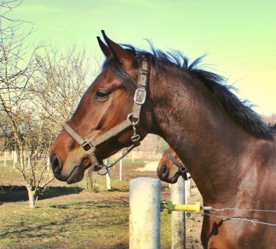 Dansk Varmblod Malicia billede 6