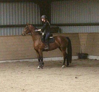 Dansk Varmblod Malicia billede 7