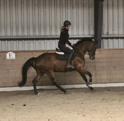 Dansk Varmblod Malicia billede 8