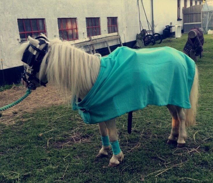 Amerikansk Miniature Marielund's Incredible *AVLSHINGST* billede 25