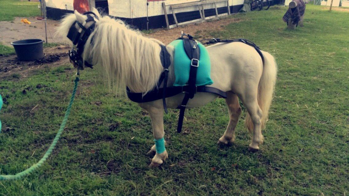 Amerikansk Miniature Marielund's Incredible *AVLSHINGST* billede 24