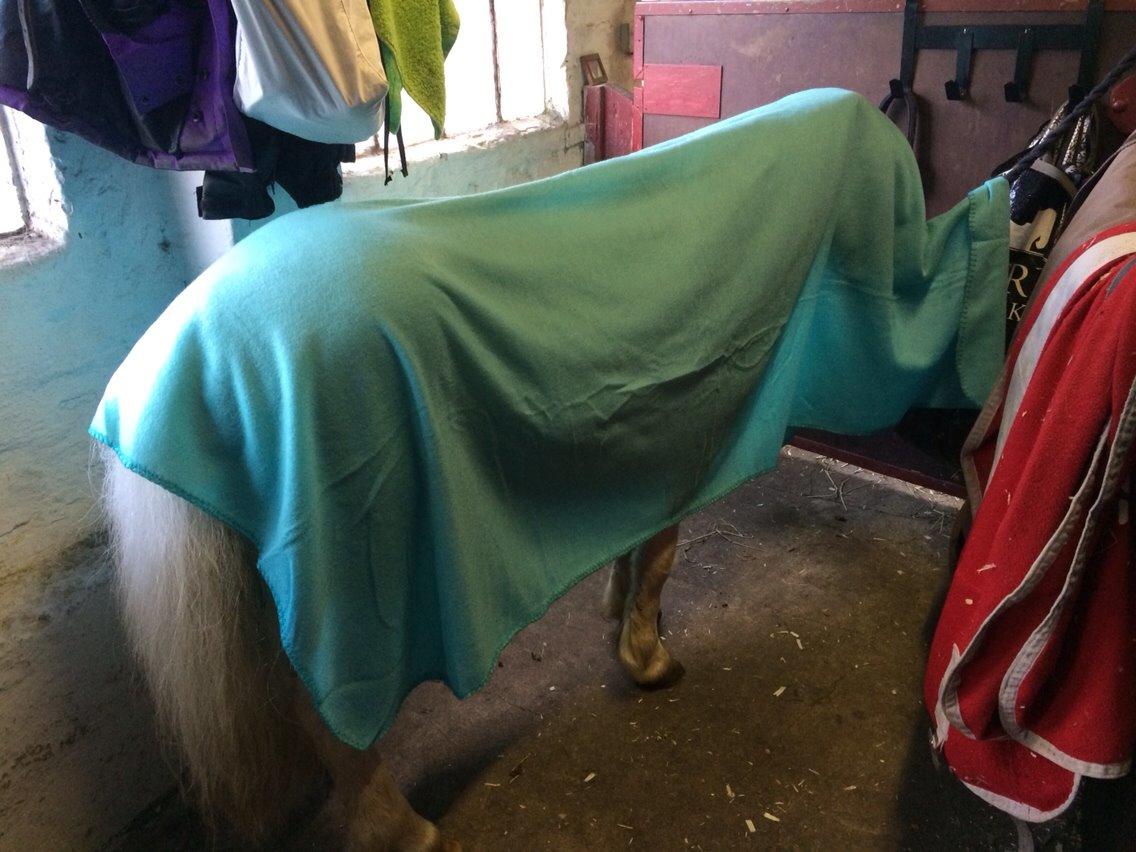 Amerikansk Miniature Marielund's Incredible *AVLSHINGST* billede 26