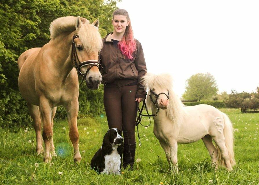 Amerikansk Miniature Marielund's Incredible *AVLSHINGST* billede 29