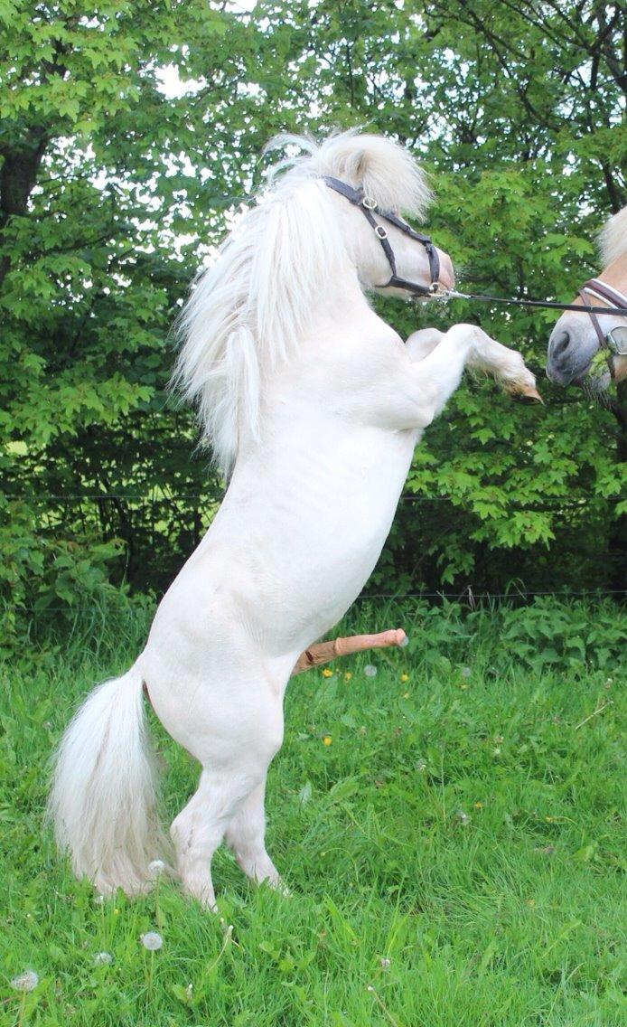 Amerikansk Miniature Marielund's Incredible *AVLSHINGST* billede 30