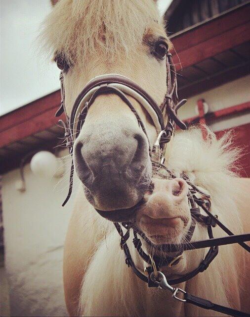 Amerikansk Miniature Marielund's Incredible *AVLSHINGST* billede 31