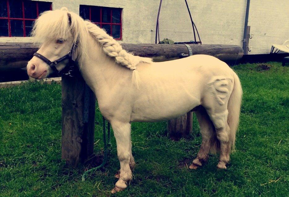 Amerikansk Miniature Marielund's Incredible *AVLSHINGST* billede 32