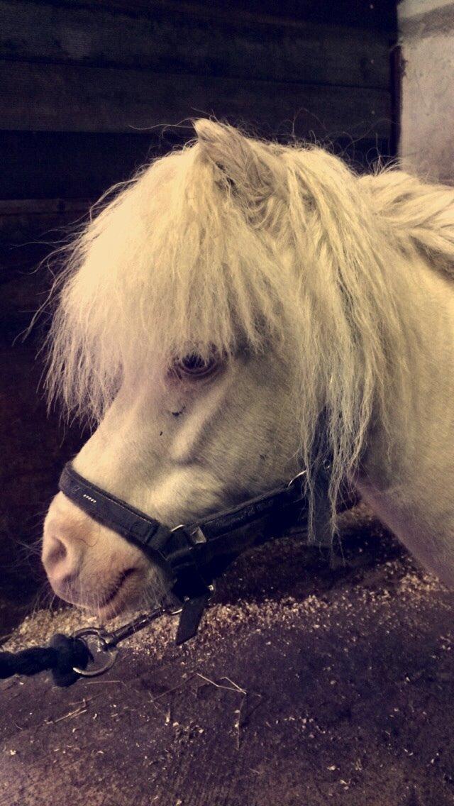 Amerikansk Miniature Marielund's Incredible *AVLSHINGST* billede 33