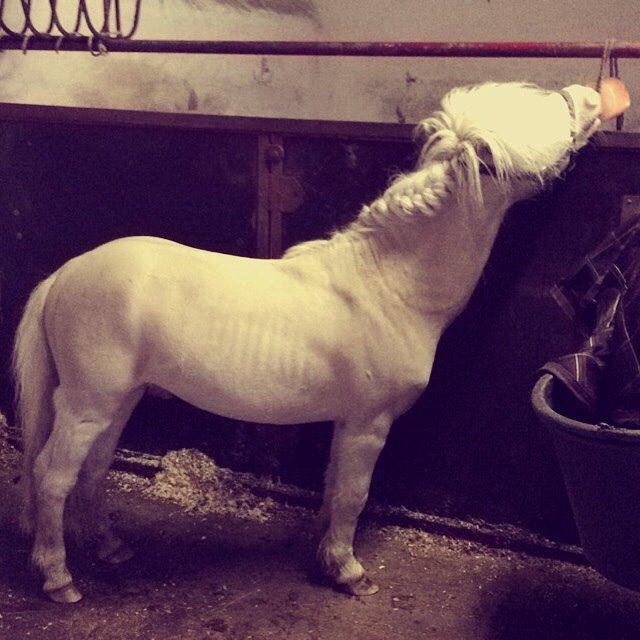 Amerikansk Miniature Marielund's Incredible *AVLSHINGST* billede 34