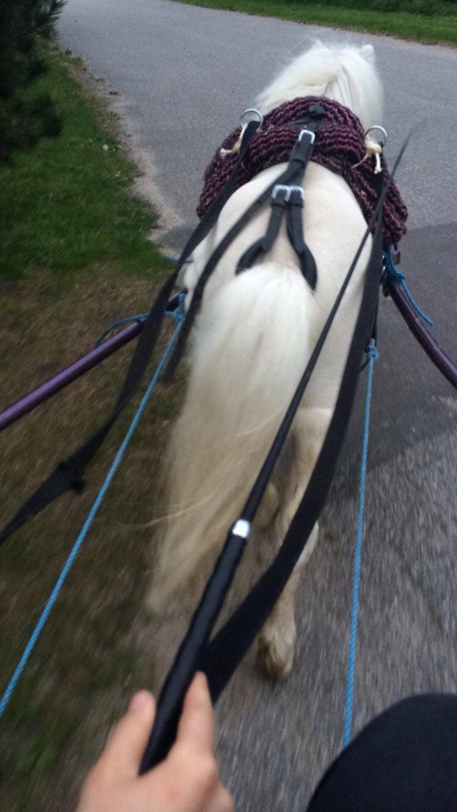 Amerikansk Miniature Marielund's Incredible *AVLSHINGST* billede 36