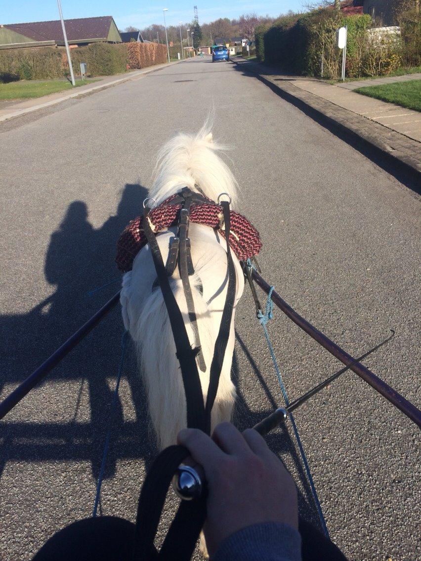 Amerikansk Miniature Marielund's Incredible *AVLSHINGST* billede 37