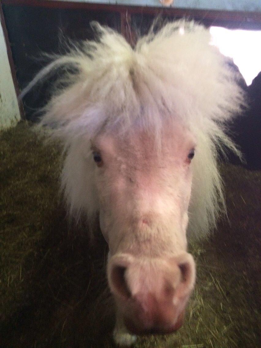 Amerikansk Miniature Marielund's Incredible *AVLSHINGST* billede 39