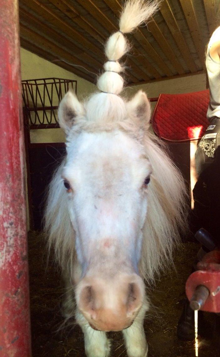 Amerikansk Miniature Marielund's Incredible *AVLSHINGST* billede 38