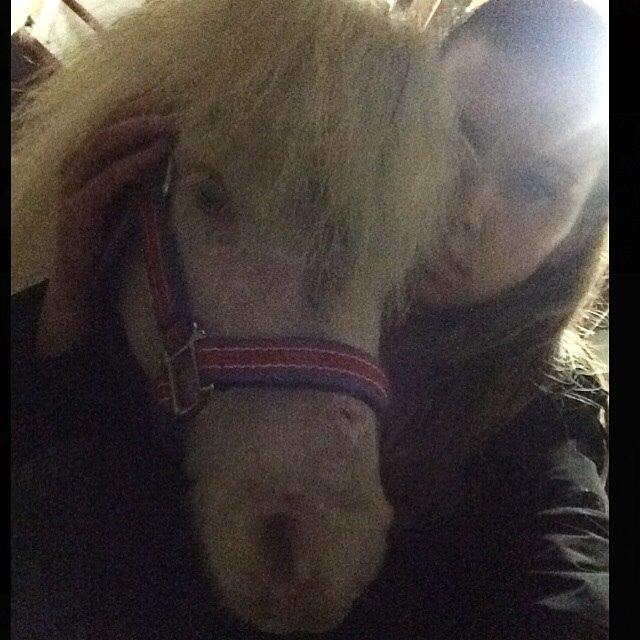 Amerikansk Miniature Marielund's Incredible *AVLSHINGST* billede 40