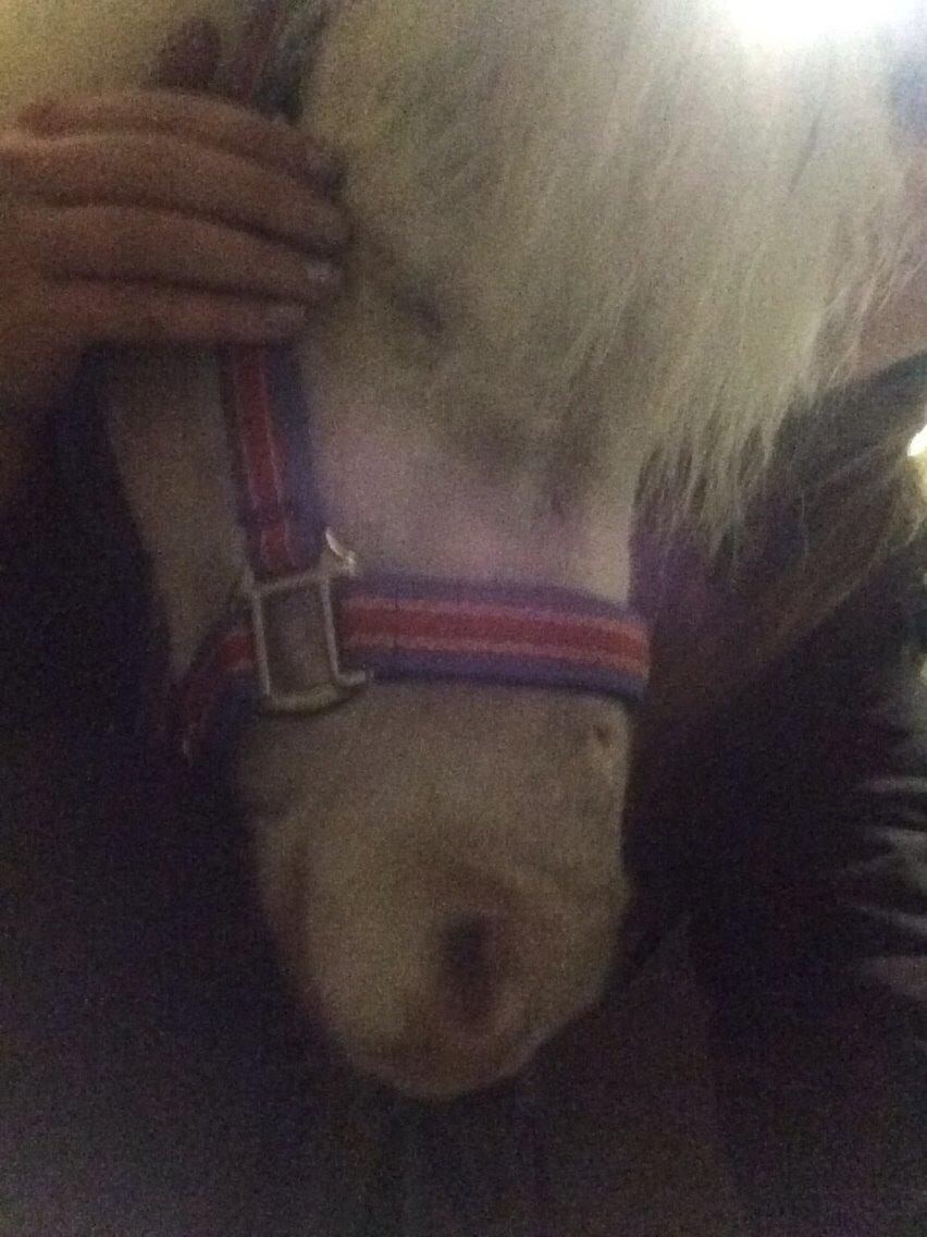 Amerikansk Miniature Marielund's Incredible *AVLSHINGST* billede 41