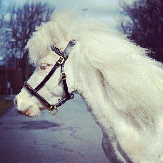 Amerikansk Miniature Marielund's Incredible *AVLSHINGST* billede 2