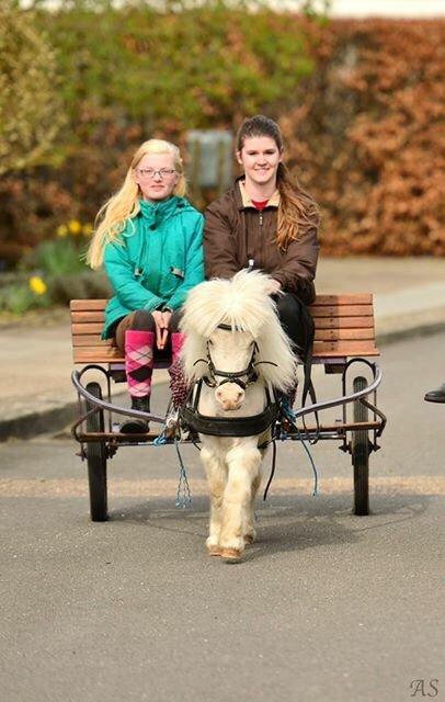 Amerikansk Miniature Marielund's Incredible *AVLSHINGST* billede 43