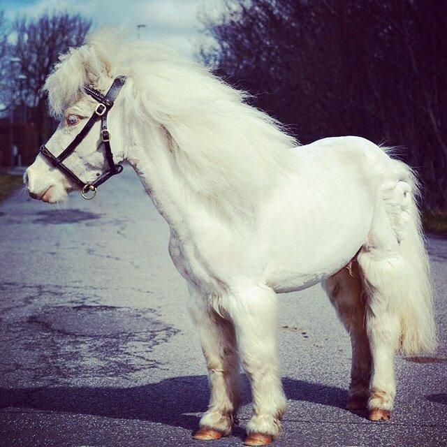 Amerikansk Miniature Marielund's Incredible *AVLSHINGST* billede 42