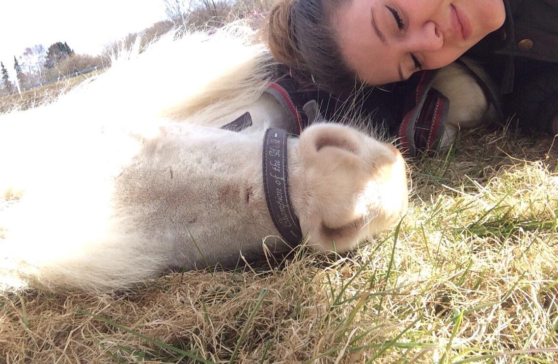 Amerikansk Miniature Marielund's Incredible *AVLSHINGST* billede 44