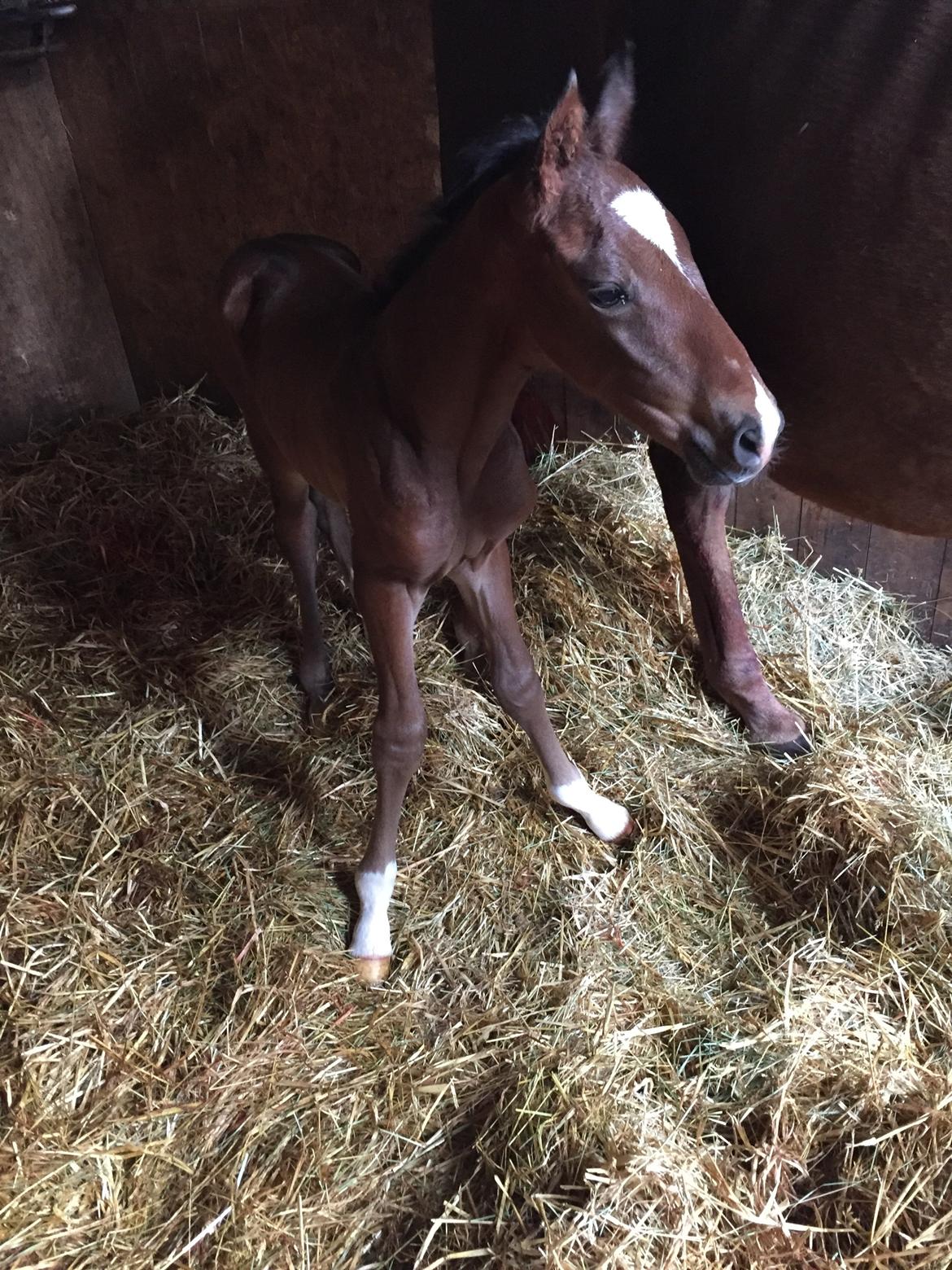 Dansk Varmblod Alexa ax billede 11