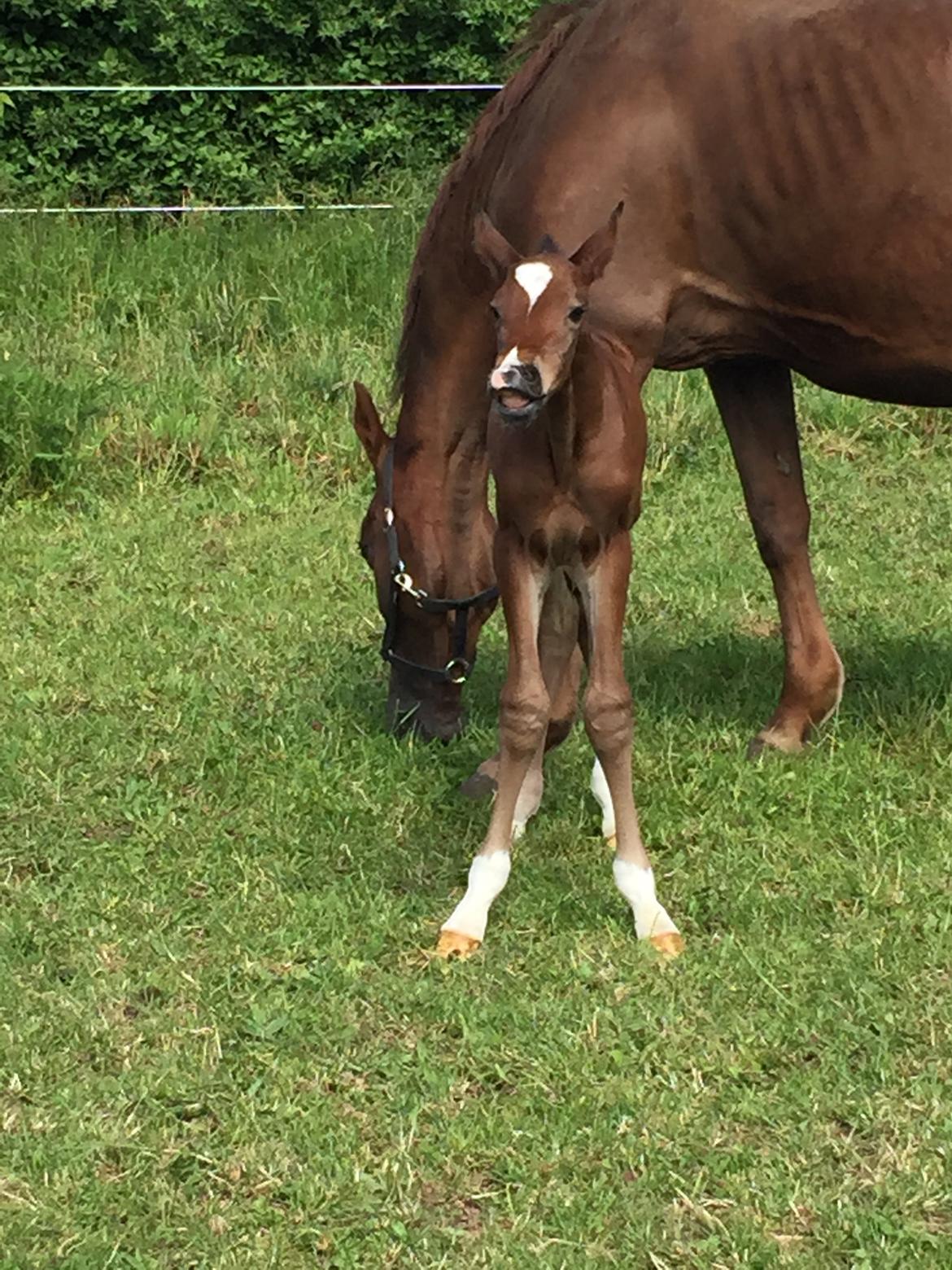 Dansk Varmblod Alexa ax billede 6