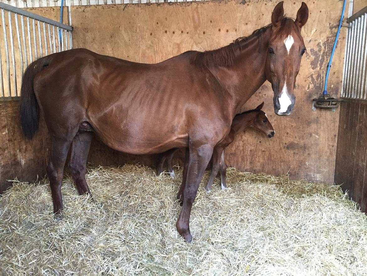 Dansk Varmblod Alexa ax billede 5